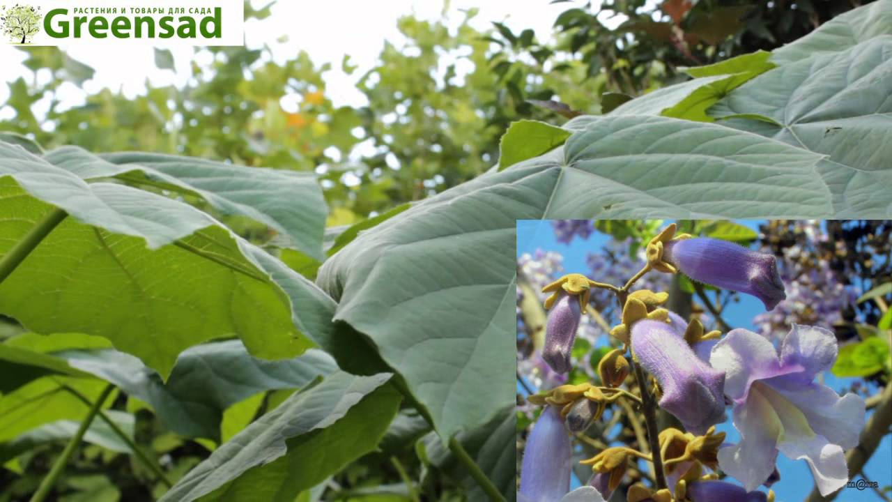 Павловния войлочная, Адамово дерево