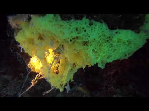 Clathrina clathrus