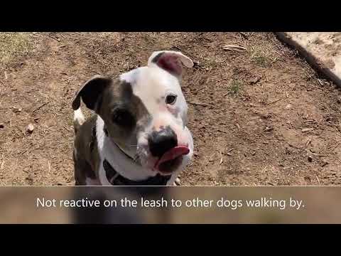 Oscar, an adoptable Pit Bull Terrier & American Bulldog Mix in Oklahoma City, OK_image-1