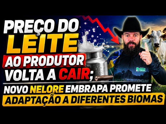 Preço do leite ao produtor volta a cair; Novo Nelore Embrapa promete adaptação a diferentes biomas.
