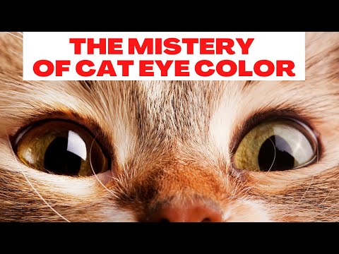 Cat Eye Colors – The Mysteri Of Eye Cats | Cat's Eyes Have a Very Big Secret