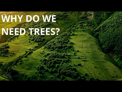 What If We Plant 1 Trillion Trees?
