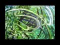 Naat Ramzan Asaalam By Dr Liaquat Hussain