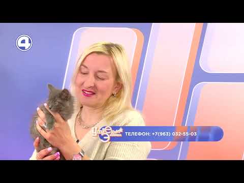 Милый котёнок ищет дом