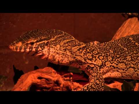 GW Zoo Animal Spotlight - Nile Monitor