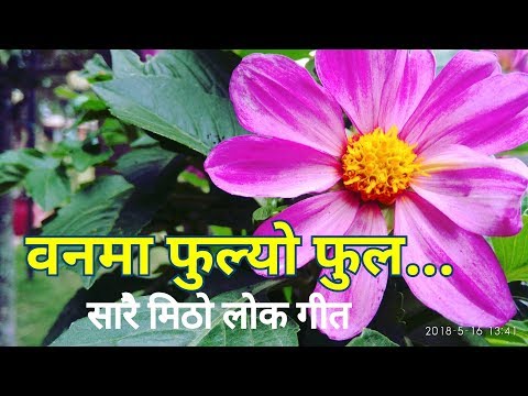 वनमा फुल्यो फुल Banma Fulyo Ful | New Lok Dohori Song 2075 / 2018