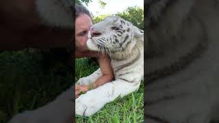 Download lagu 🐯♥️ myrtlebeachsafari likeachamp savethetigers tiger Kody Antle P157 mp3 Download lagu 🐯♥️ myrtlebeachsafari likeachamp savethetigers tiger Kody Antle P157 mp3