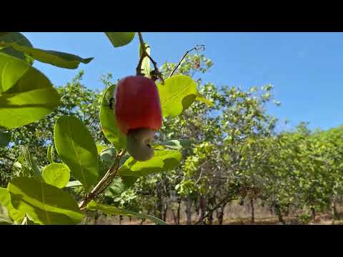 TEMPORADA DAS CASTANHAS NO INTERIOR DO MUNICÍPIO DE SENADOR SÁ-CE. 