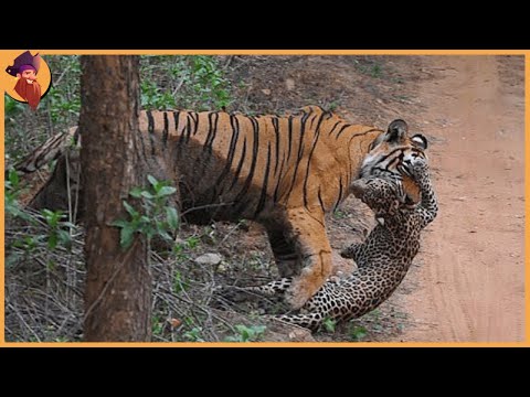 14 Incredible Tiger Battles Caught On Film