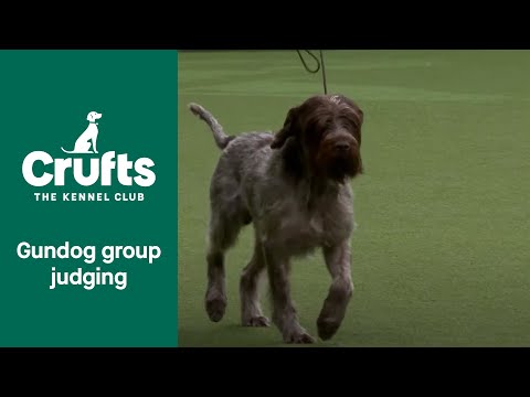 Gundog Group Judging and Presentation | Crufts 2022
