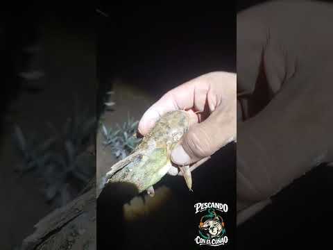 Pesca de Bagre sapo En el RIO SAN FRANCISCO YUTO JUJUY con devolución