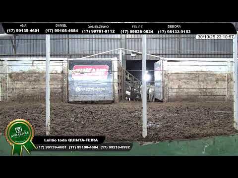 LEILÃO DE GADO - MONTE APRAZÍVEL LEILÕES 30/10/2025