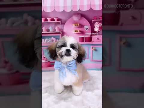 Lior’s very first grooming!💕