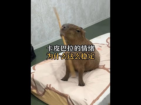 別的動物不敢惹，水豚這裡隨便坐！ #動物科普 #卡皮巴拉