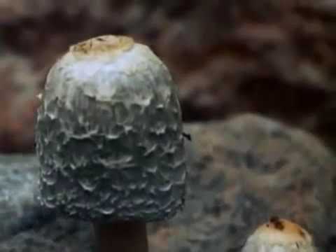 The Secret Life of Plants