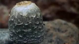 EP 1/6 The Private Life of Plants