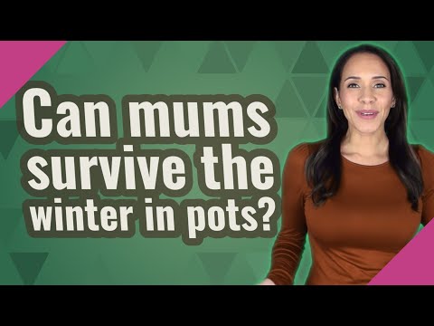 母親は鉢の中で冬を越せるでしょうか？