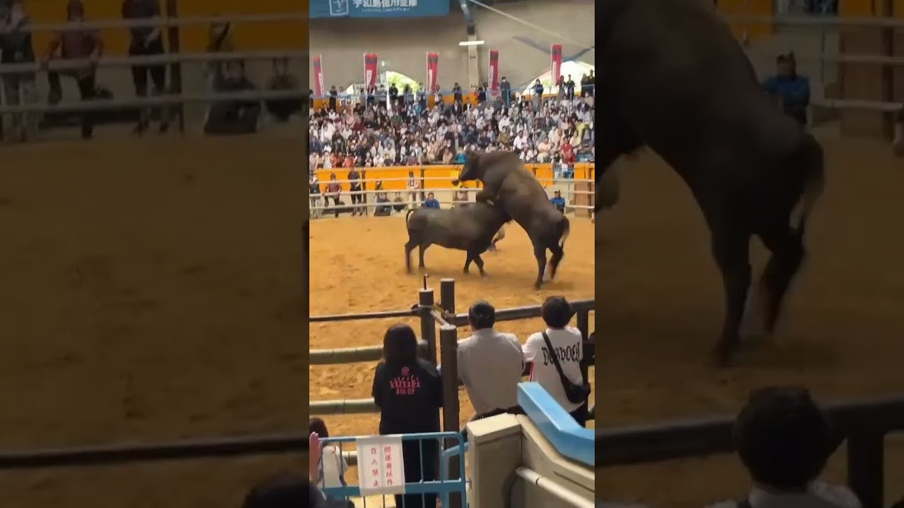 香威貴號 vs 二代目天龍留祈阿 #宇和島闘牛 #shorts