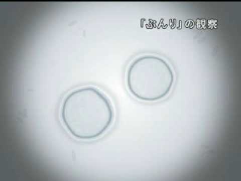 健康栄養学科 TV-CM動画2008年版　「文理しよう」　【名古屋文理大学】