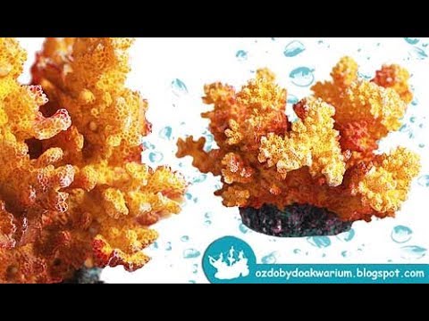 Koralowiec Cauliflower TX-8838 | Aquarium coral | Koralowce do akwarium