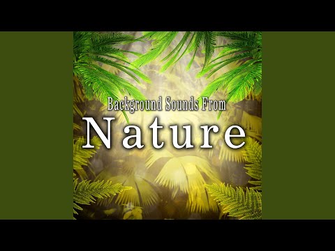 Seagulls Calling with No Surf Take 2