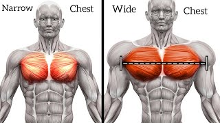 Exercises for Bigger Chest Workout to Get Wide Pecs