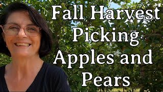 Fall Harvest - Picking Apples and Pears