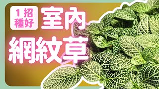 不讓網紋草變菜乾，你需要這個 | 室內種好網紋草的一個重點 | How to grow Silver-net  |《葛斯怎麼種》66