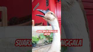 Download lagu Suara angsa Benggala jantan #angsa #goose #soang #short mp3
