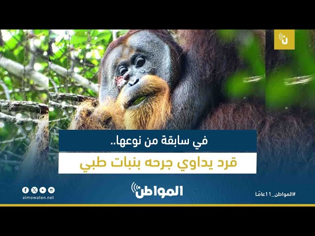 في سابقة من نوعها.. قرد يداوي جرحه بنبات طبي