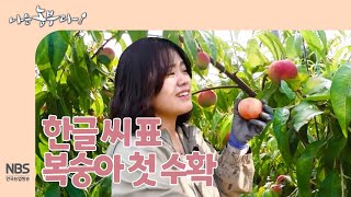 [나는농부다 257회] 한글 씨 표 복숭아 첫 수확