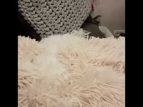 White Dog looks exactly like blanket!
