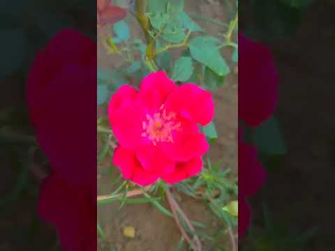 ❤️❤️ beauty of rose 🌹 #flowers #music😊😊