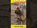 Monkey🐵 drinks alcohol and becomes Usain bolt 😂😂😆😆