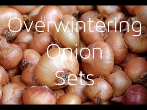 , title : 'How To Plant Overwintering Onion Sets 2017'