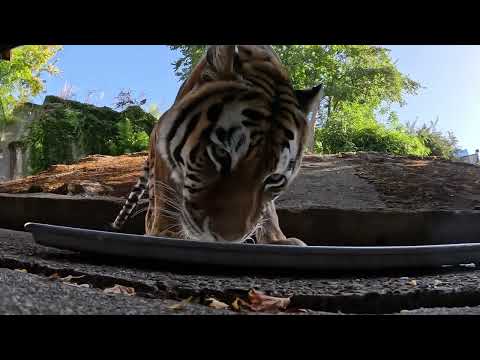 Bernadette the tiger leaving Oregon Zoo to move to Minnesota