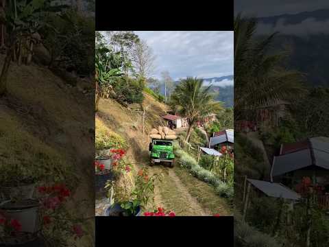 hermoso jeep j6 sacando café en El Cairo valle del cauca Colombia #café #campo #jeep