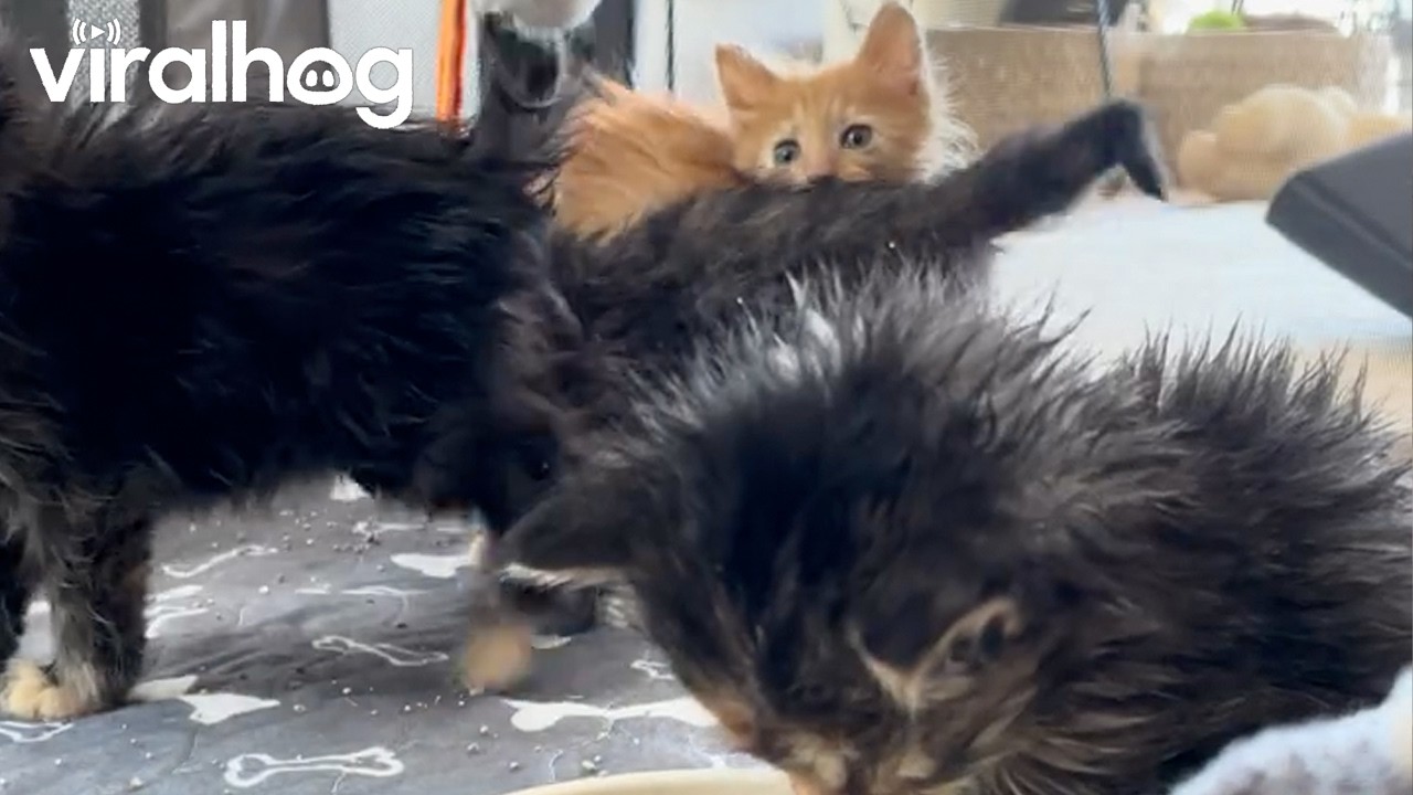 The Great Kitten Escape || ViralHog
