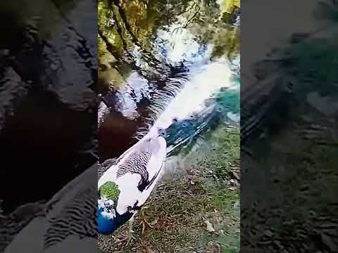 Mostrando um lindo pavão no Zoo das aves em Poços de Caldas-MG!#minasgeraisbrasil#vidanaroça#fazenda