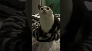 Download lagu aw aw aw cat #cat #catmemes mp3