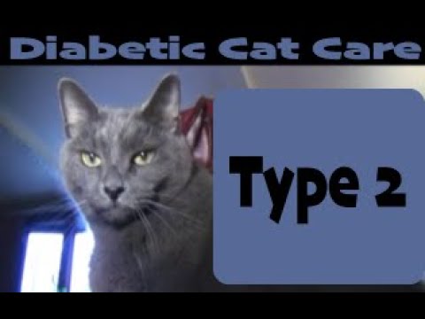 Purr View TV Show: EP1 Diabetic Cat Care 2012