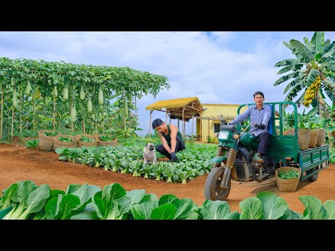 Harvest Bok Choy After 55 Days Of Planting Goes To Market Sell –Cook It With Shiitake Mushroom Sauce