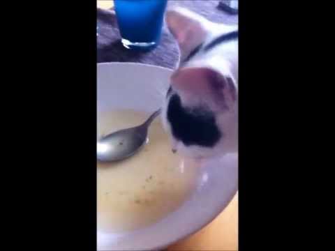 Bones, der Suppenkasper