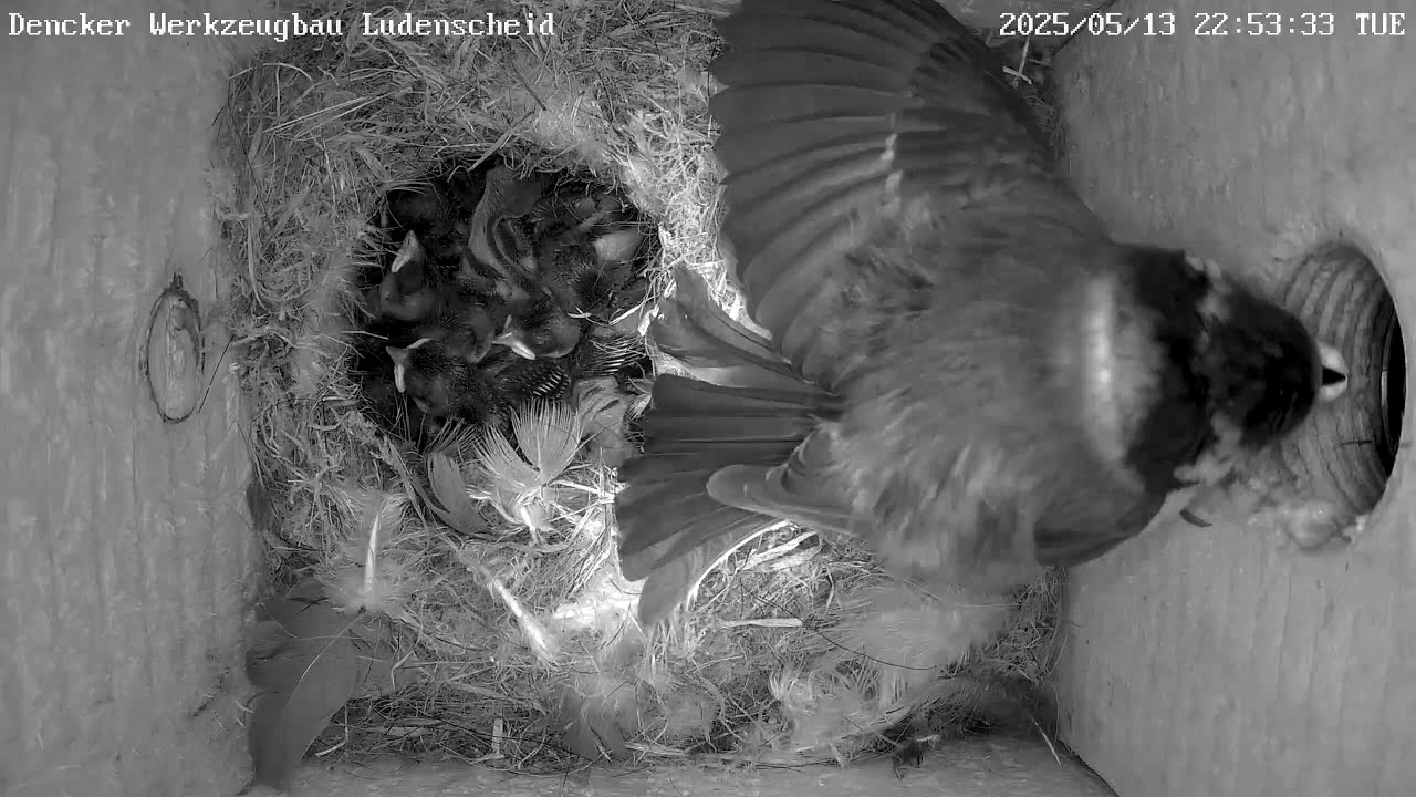 Lady Gaga gefährdet Brut wegen nächtlicher Kotentsorgung! | 14.05.2025