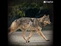 A sea wolf soul ❤️#seawolf #therian #therianthropy #theriotypes