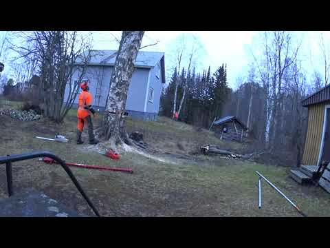 Mörkökoivun kaato!