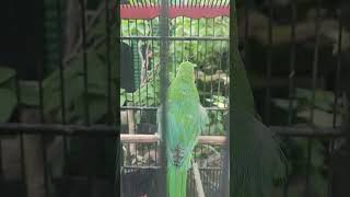 Download lagu CARA MEMBUAT CUCAK IJO JINAK mp3