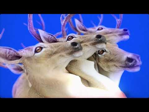 Koza x Oorbit - Delfin