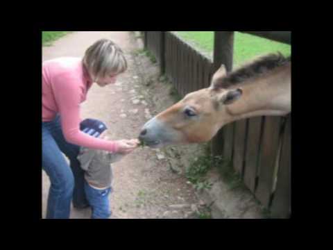 Když se zamiluje kůň