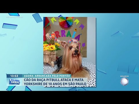 Pitbull ataca y le saca la cabeza a perro Yorkshire en Taubaté, Sao Paulo (Brasil) (17-01-24)